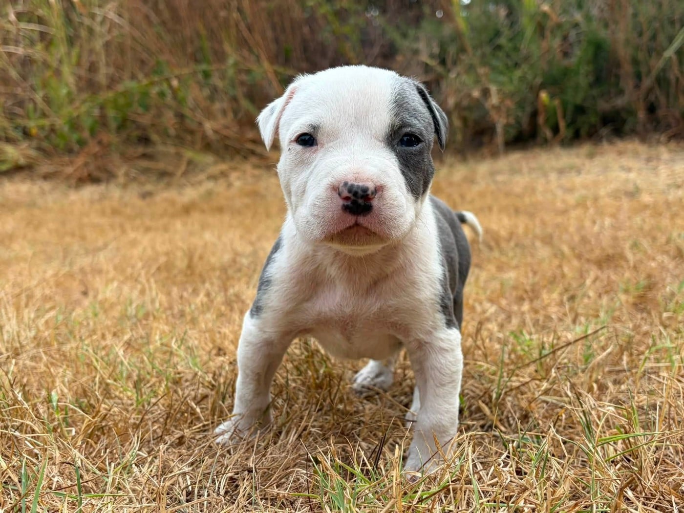 Chiot N°3