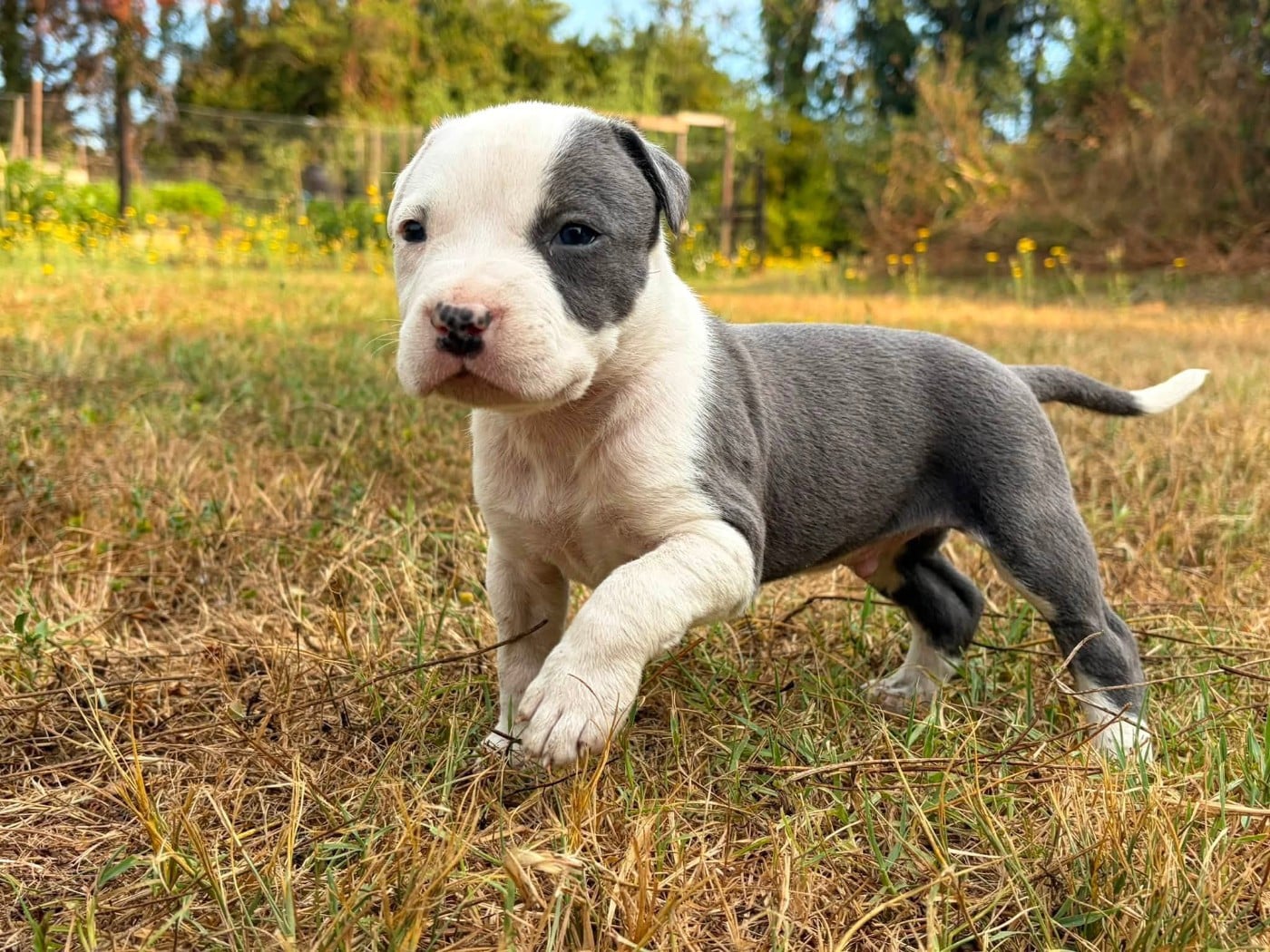 Chiot N°3