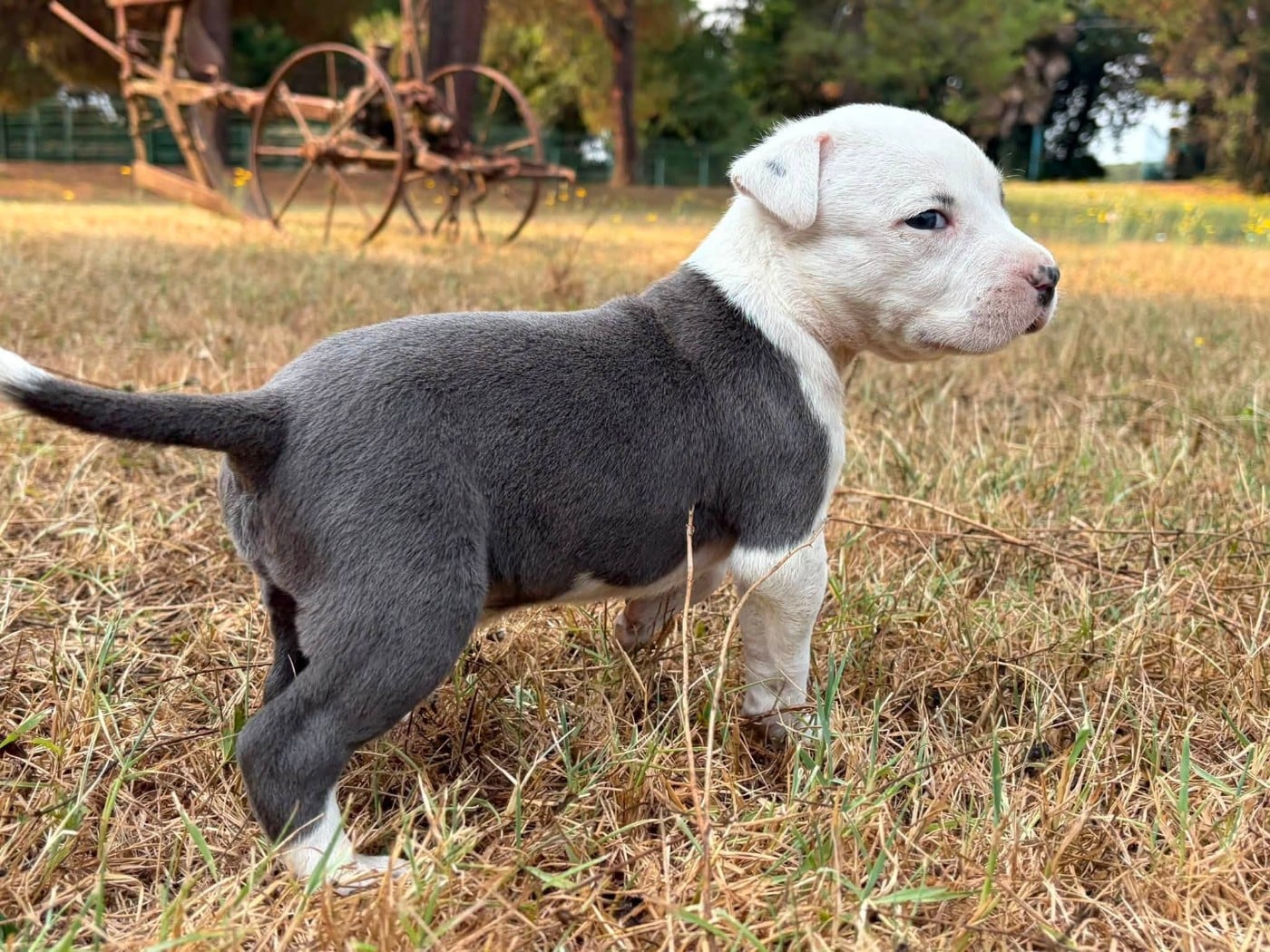 Chiot N°3
