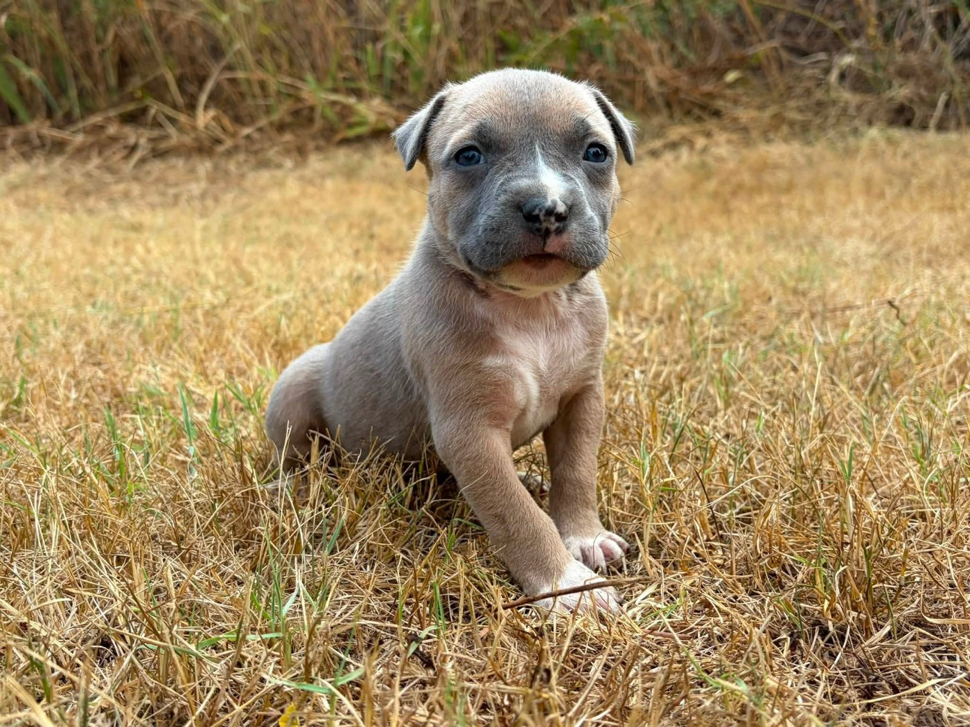 Chiot N°5