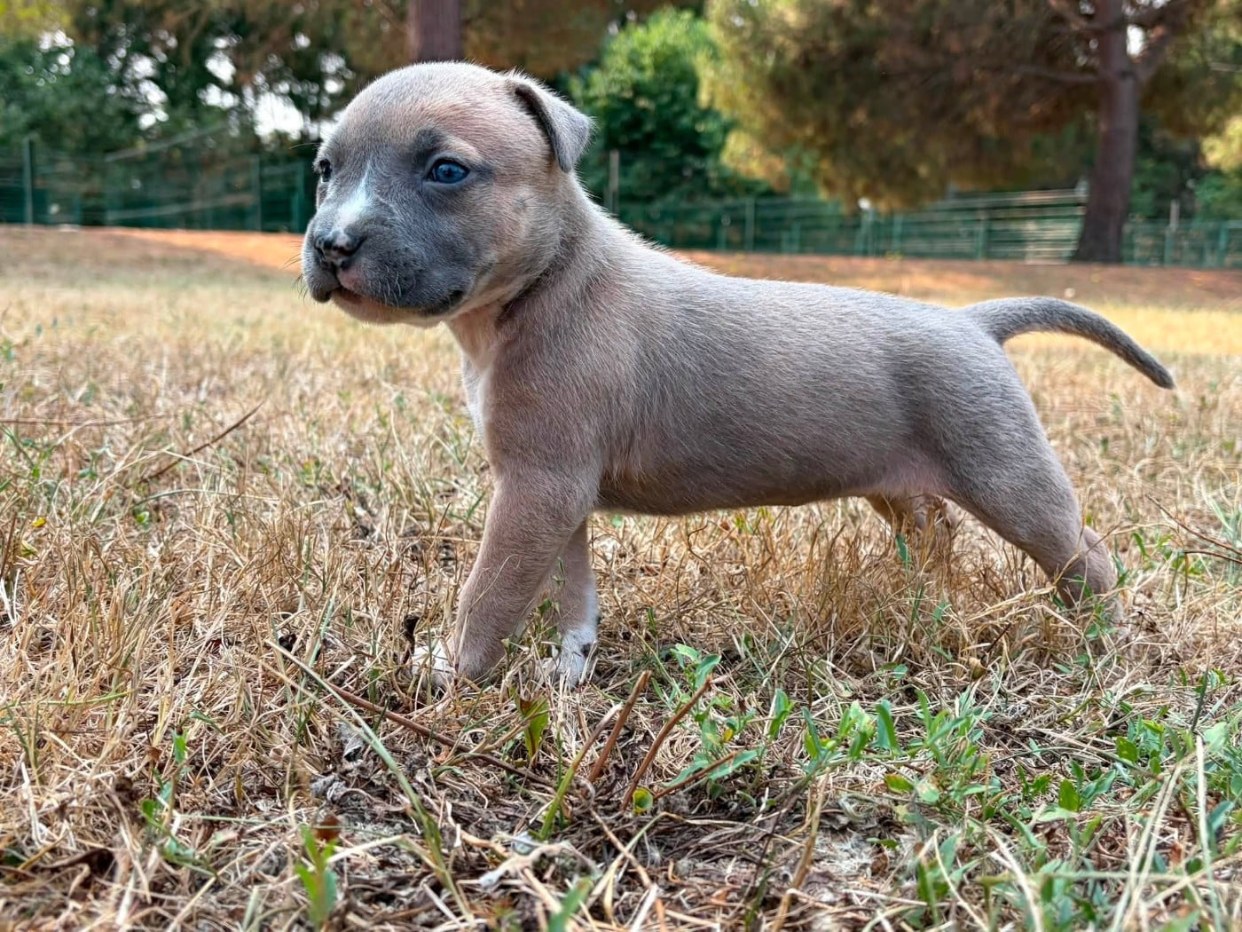 Chiot N°5