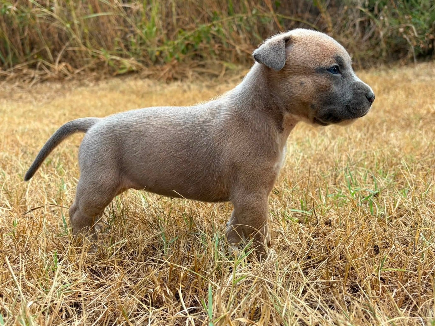 Chiot N°5