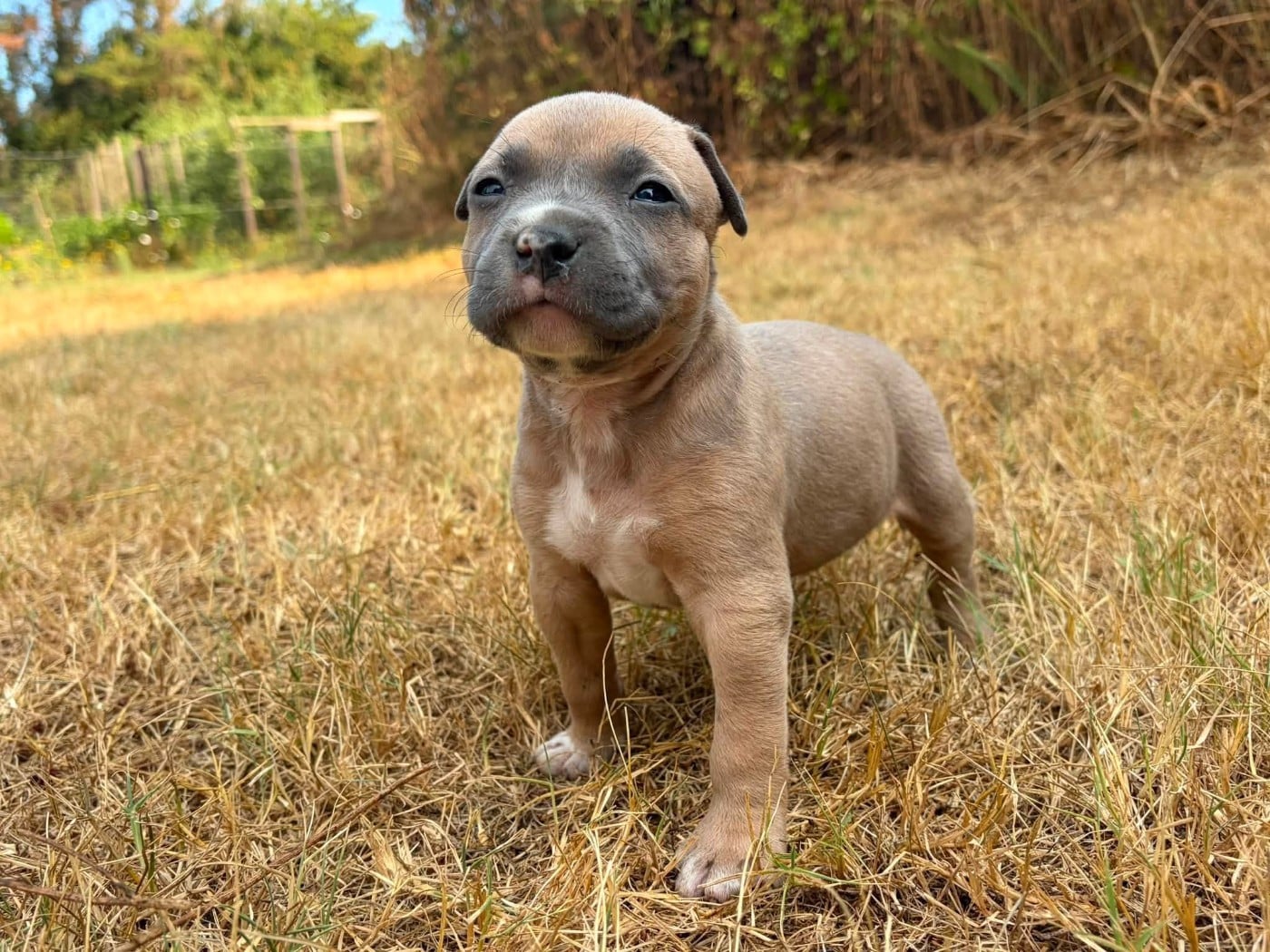 BLUEY