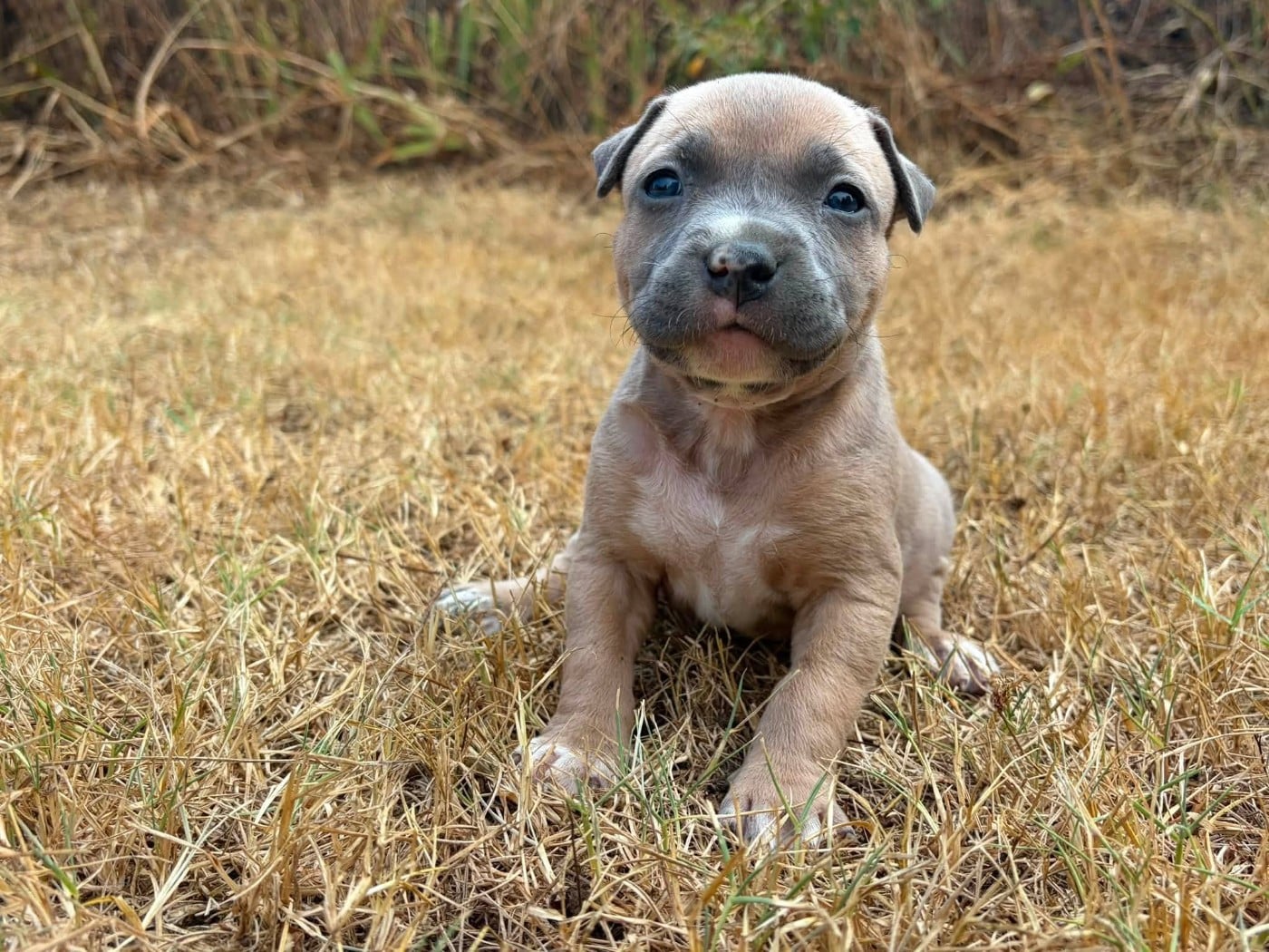 BLUEY