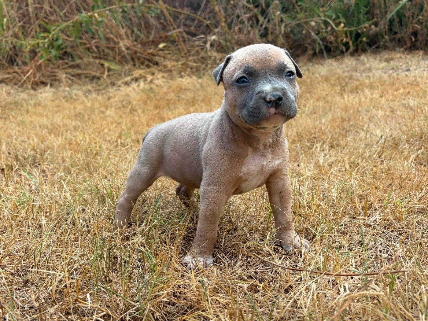 BLUEY