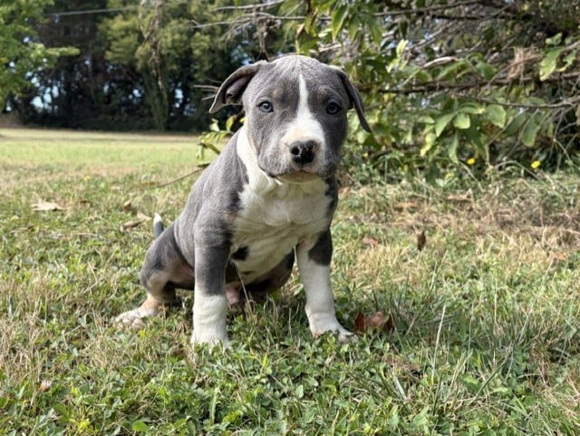 BOLT