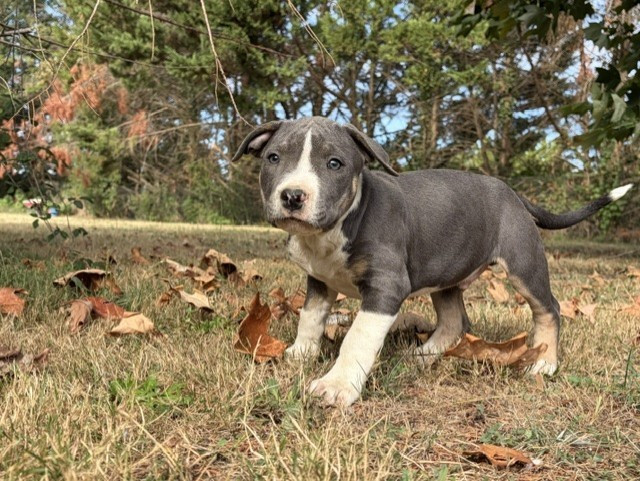BOLT