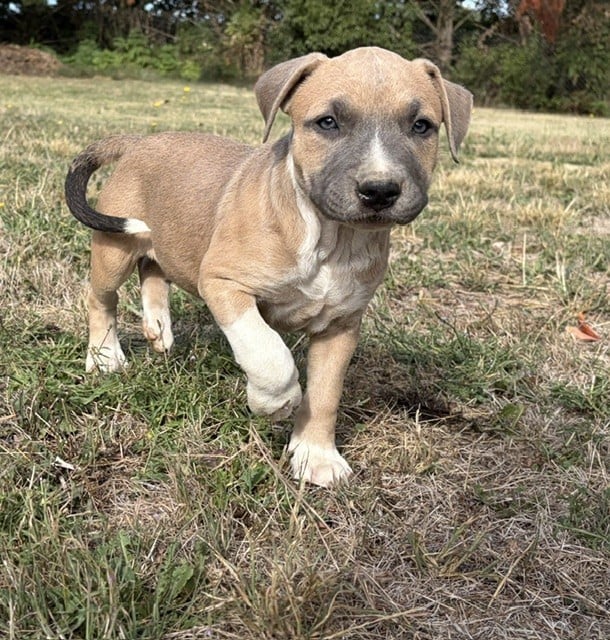 BONNIE