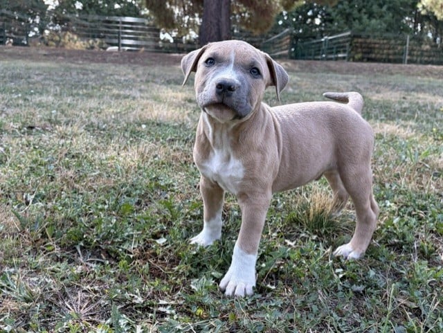 BAXTER