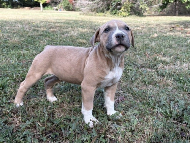 BAXTER