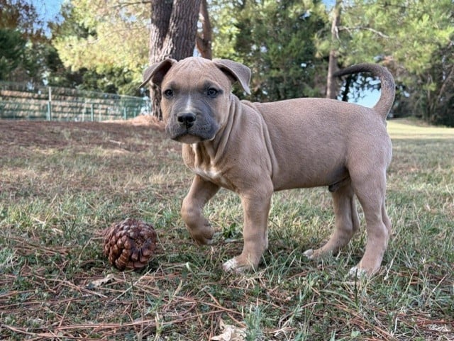 BUCK