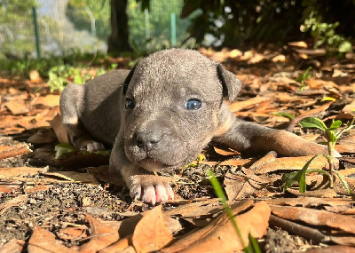 Les chiots de American Staffordshire Terrier