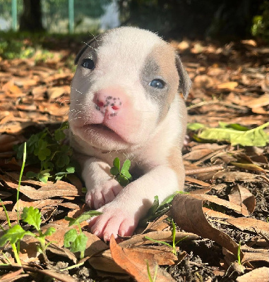 Les chiots de American Staffordshire Terrier