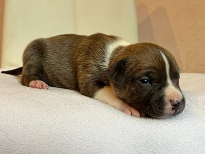 Les chiots de American Staffordshire Terrier