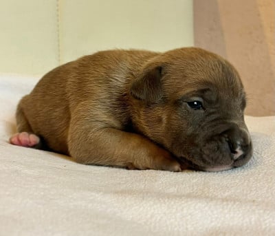 Les chiots de American Staffordshire Terrier