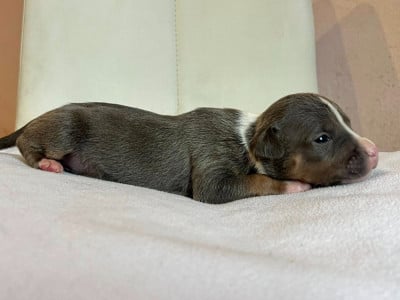 Les chiots de American Staffordshire Terrier