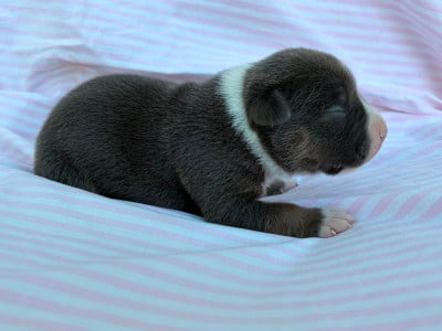 Les chiots de American Staffordshire Terrier