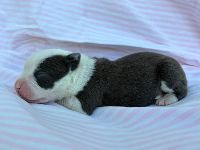 Les chiots de American Staffordshire Terrier