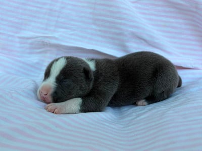 Les chiots de American Staffordshire Terrier