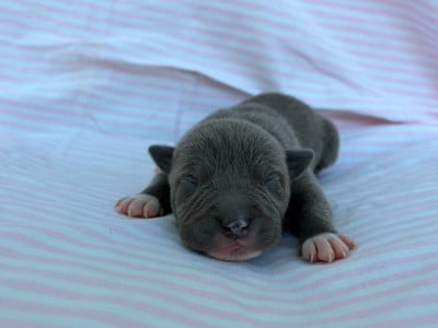 Les chiots de American Staffordshire Terrier