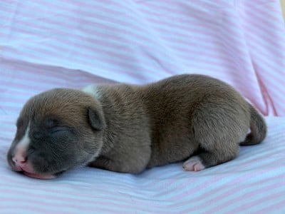 Les chiots de American Staffordshire Terrier