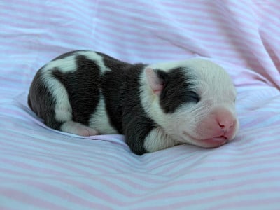 Les chiots de American Staffordshire Terrier