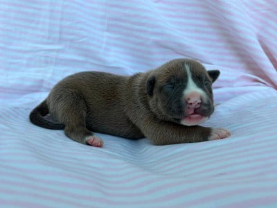 Les chiots de American Staffordshire Terrier