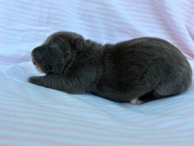 Les chiots de American Staffordshire Terrier