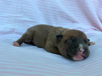 Les chiots de American Staffordshire Terrier