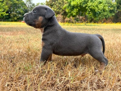 Les chiots de American Staffordshire Terrier