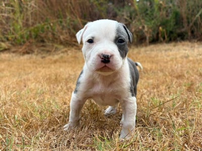 Les chiots de American Staffordshire Terrier