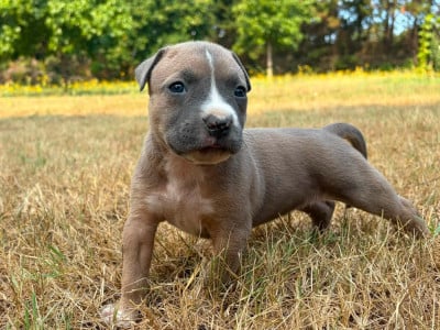 Les chiots de American Staffordshire Terrier