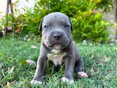 Les chiots de American Staffordshire Terrier