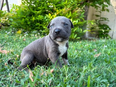 Les chiots de American Staffordshire Terrier