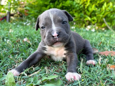 Les chiots de American Staffordshire Terrier