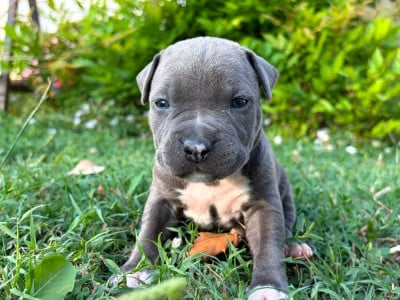 Les chiots de American Staffordshire Terrier