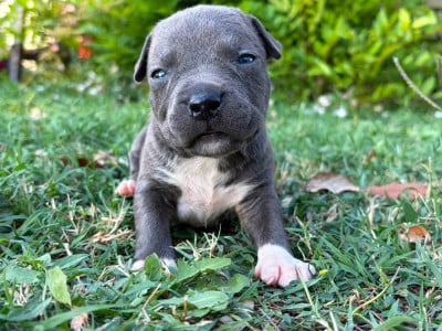 Les chiots de American Staffordshire Terrier