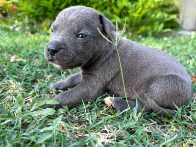 Les chiots de American Staffordshire Terrier