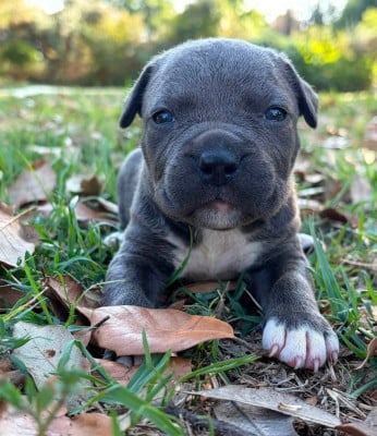 Les chiots de American Staffordshire Terrier