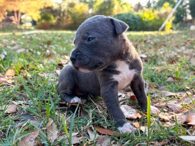 Les chiots de American Staffordshire Terrier