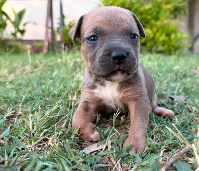 Les chiots de American Staffordshire Terrier