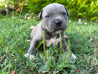 Les chiots de American Staffordshire Terrier