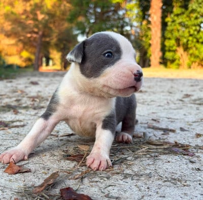 Les chiots de American Staffordshire Terrier