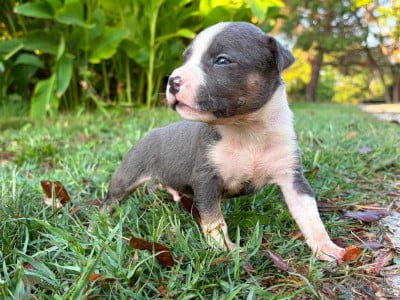 Les chiots de American Staffordshire Terrier