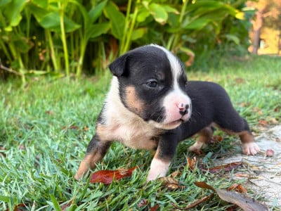 Les chiots de American Staffordshire Terrier