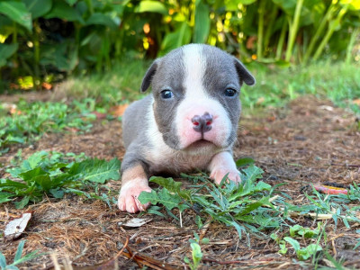 Les chiots de American Staffordshire Terrier