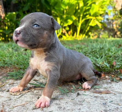Les chiots de American Staffordshire Terrier