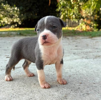 Les chiots de American Staffordshire Terrier