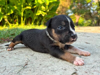 Les chiots de American Staffordshire Terrier
