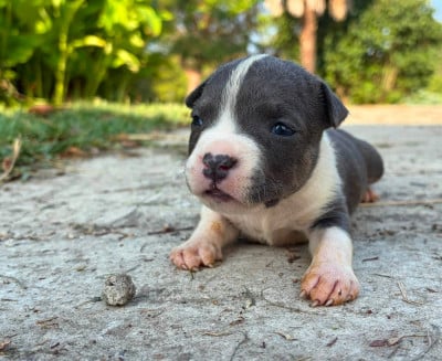 Les chiots de American Staffordshire Terrier